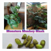 2023 news Fröer: Monstera Monkey Mask..