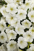 Petunia F1 Shockwave Coconut 5 pellets