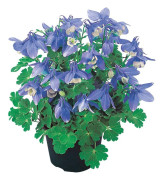 Akleja F1 Cameo Blue and White 5 frö