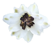 Riddarsporre Magic Fountain white dark bee 15 frö