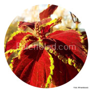 Palettblad Fairway Ruby 10 frön