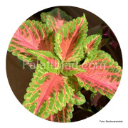 Palettblad Wizard Coral Sunrise 10 frön
