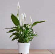 Fredskalla 'Torelli' 12cm kruka