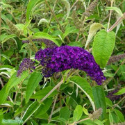 Syrenbuddleja 'Groovy Grape' 3,5L