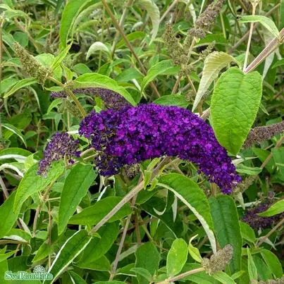 Syrenbuddleja 'Groovy Grape' 3,5L