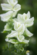 Salvia White Swan 35 frö