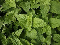 Kantnepeta /Kattmynta Catnip Lemony 500 frö Nyhet 2023!
