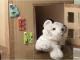 tesa POWERSTRIPS® Small Dubbelsidig tejp Vit