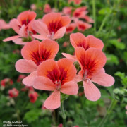 Änglapelargon 'Angeleyes Orange' 3st sticklingar