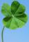 Mini 4 Leaf Clover Kit