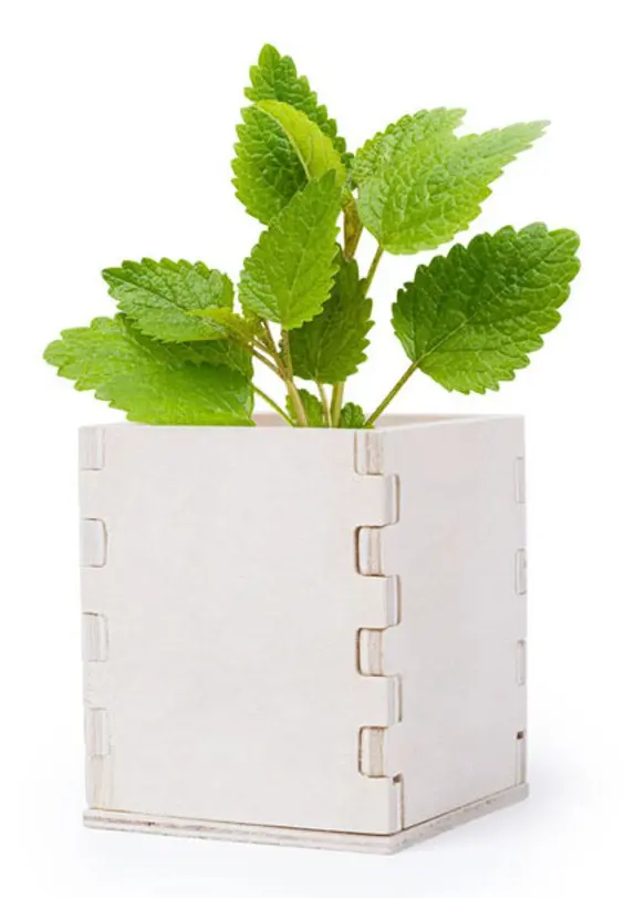 Odlingsset Mint 146223