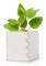 Odlingsset Mint 146223