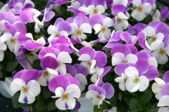 Viol/Pense F1 "Floral Power Rose Wing " 10 frön