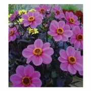 Dahlia Mignon Purple 30 frö