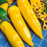 Paprika Corno Giallo 20 frö Nyhet 2023!