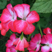 Pelargon F1 Diva Picotee red 5 frö