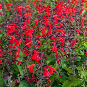 Salvia Hummingbird Forest Fire 15 frö Nyhet 2023!