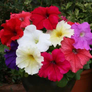 Petunia F1 "Prism Mix" 20 frö (buskig petunia) Nyhet 2023!