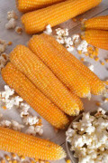 Majs för Popcorn Nana 15 frö