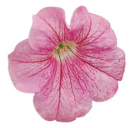 Petunia F1 "Falcon Blush Pink" 20 frön, Nyhet 2023!