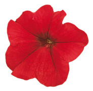 Petunia F1 "Falcon Red" 20 frön, Nyhet 2023!