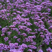 Verbena Violet Lilac 500 frön Nyhet 2023!