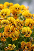 Pense Viola F1"Tiger Eye Mix" 8 frön"