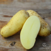 Sättpotatis - Amandine 1kg (Åres potatis 2011)