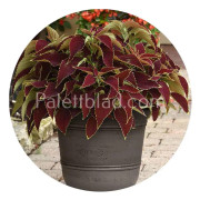 Premium Sun Ruby Heart 5 frön