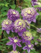 2023 news Vacker Taiga clematis mix Frön för trädgård