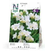 Freesia, Dubbel Vit
