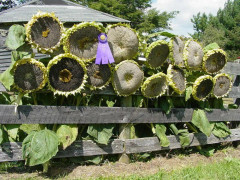 2023 New (S) Mongolian gigant Sunflower JÄTTESTOR Solros Maffig gul färg