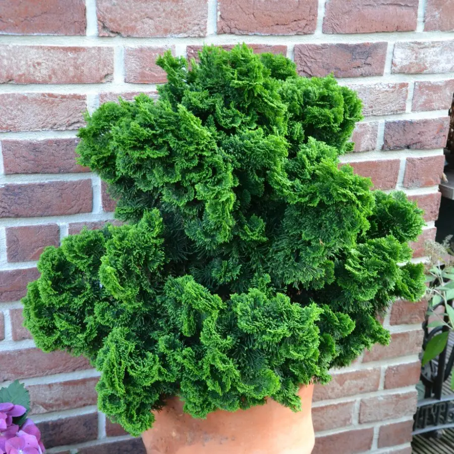 Japansk ädelcypress 'Nana Gracilis' 20-25 co