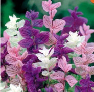 Sista chancen Salvia horminu, S. viridis var. Tricolor (10 seeds)