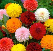 2023 news.. (S) Pom-pom Dahlia mix (10-15 Seeds)