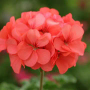 Pelargon "Horizon Coral Spice" F1 5 frö Nyhet 2023!