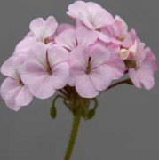 Pelargon "Horizon Shadow Light Pink" F1 5 frö Nyhet 2023!