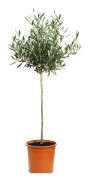 Olivträd stam 50cm 14cm kruka