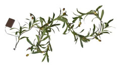 Slinga Star Trading Olivec 180 cm B/O