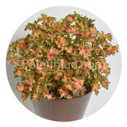 Palettblad Colocha Scarlet 10 frön