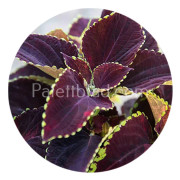 Palettblad Mezmerize Chocolate Lime Edge 5 frön