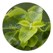 Palettblad Mezmerize Lime Green 5 frön