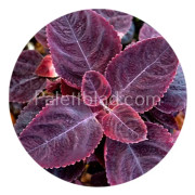Palettblad Mezmerize Rusty Red 5 frön