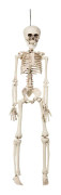 Skelett ca40 cm