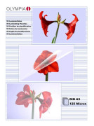 OLYMPIA - A3 (297 x 420 mm) 100 stk. lamineret band