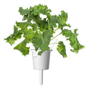 Click & Grow Smart Garden Refill Green Kale 3pcs