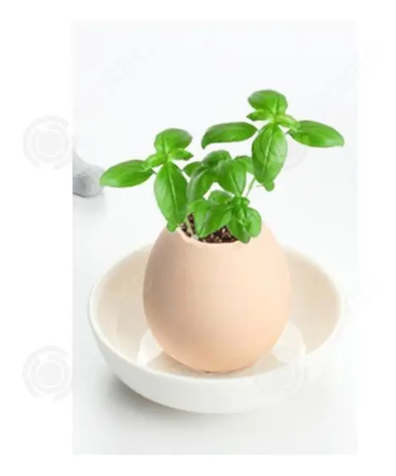 INN® Planteringssats för ägg att plantera Miniatyrträdgård inomhus utomhusdekoration Miljövänlig trädgårdsarbete DIY Redo att plantera