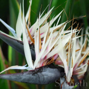 Vit papegojblomma - Strelitzia nicolai - 5 st. frön/förp.