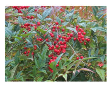 Nandina Domestica - Krukväxt - Höjd: 80-90cm - Bredd: 1,5-1,8m - Rosa, Vit