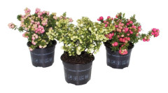 Pernettya 'Bärljung' - Blandning av 3 - Trädgårdsväxt - ⌀10,5cm - Höjd 15-25cm